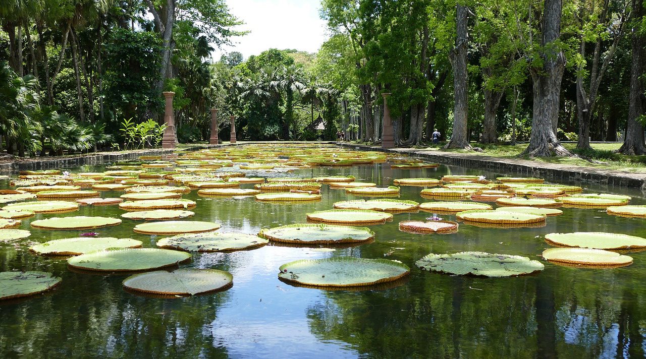 Pamplemousse garden