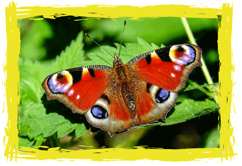 rspb-border