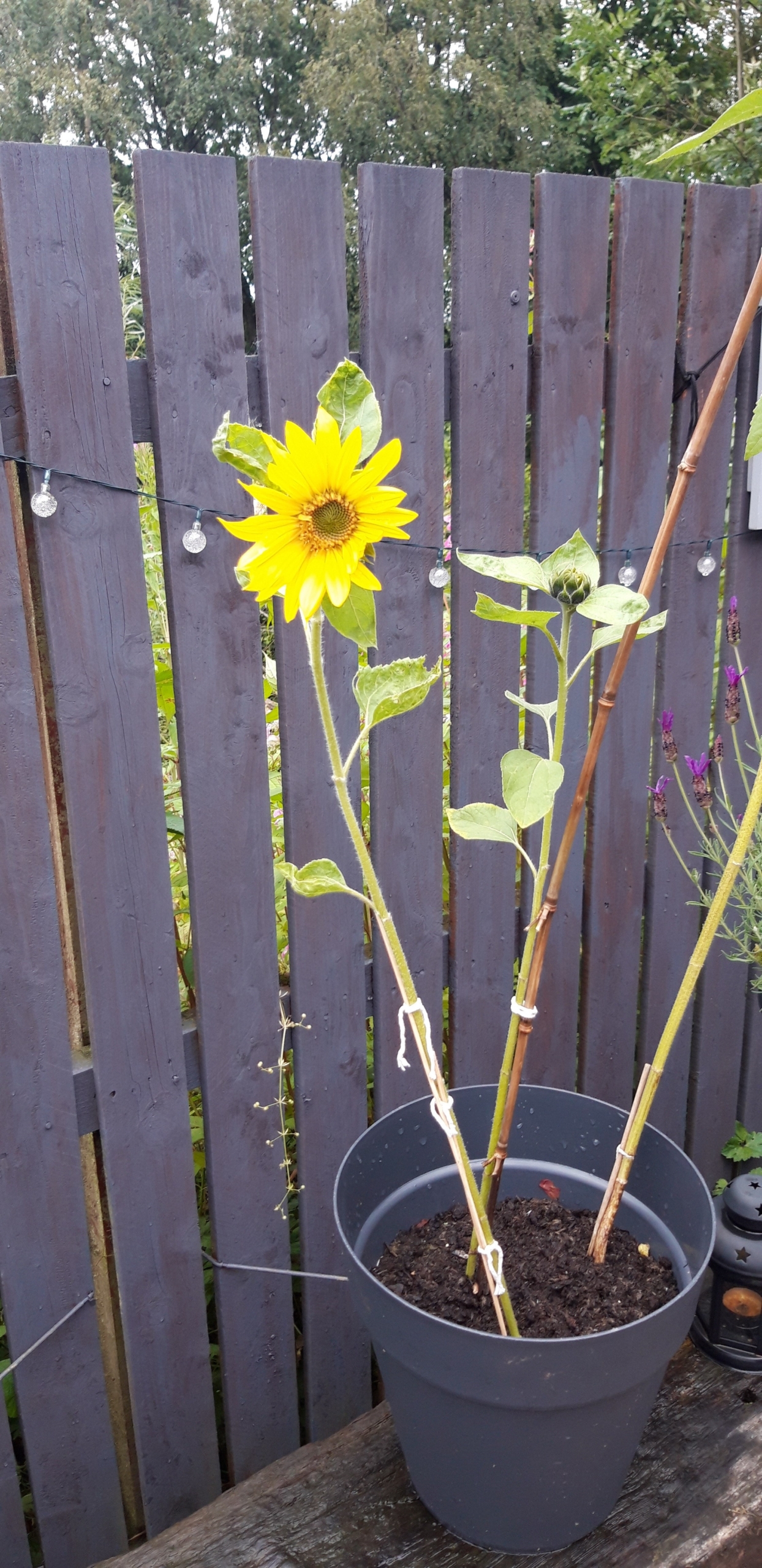 James Pollitt-sunflower-2