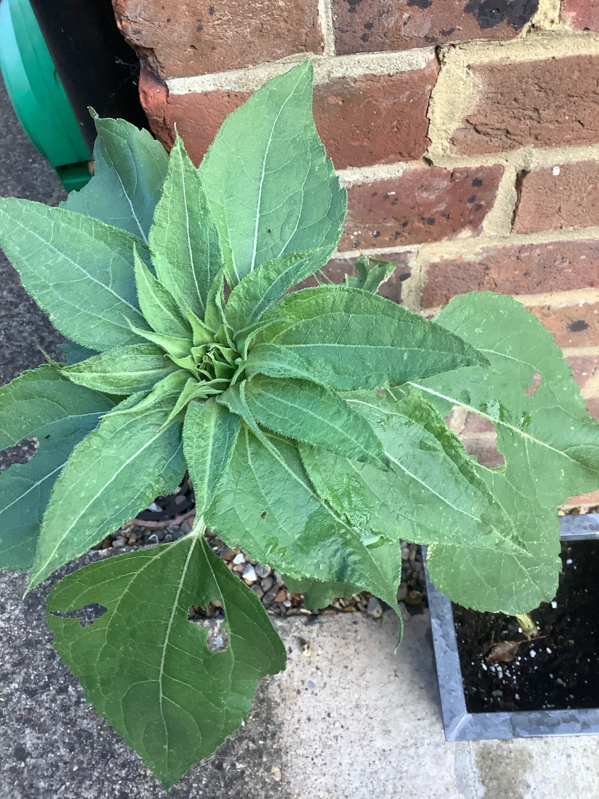 charlie-sunflower-2