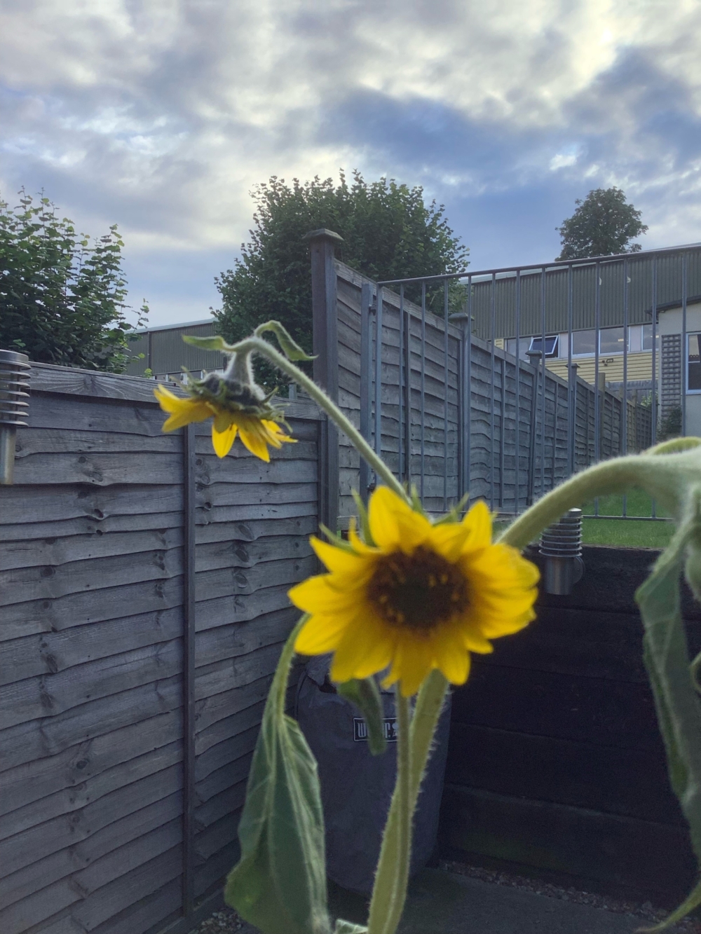 charlie-sunflower-3