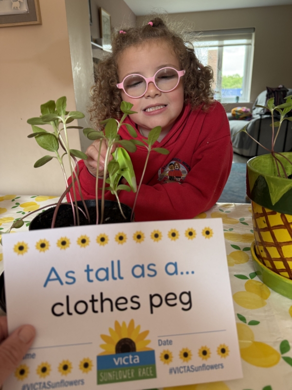 Clothes-peg-daisy Girl in a red sweatshirt measuring sunflower seedlings against a clothes peg height marker indoors.