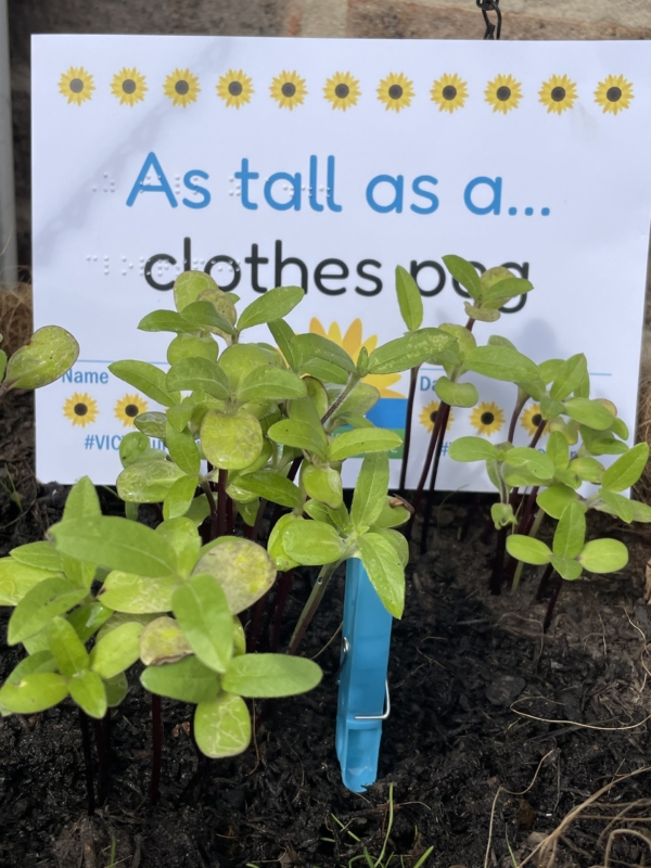Dayzie Simpson Young sunflower plants growing in soil with a sign reading 'As tall as a... clothes peg'.