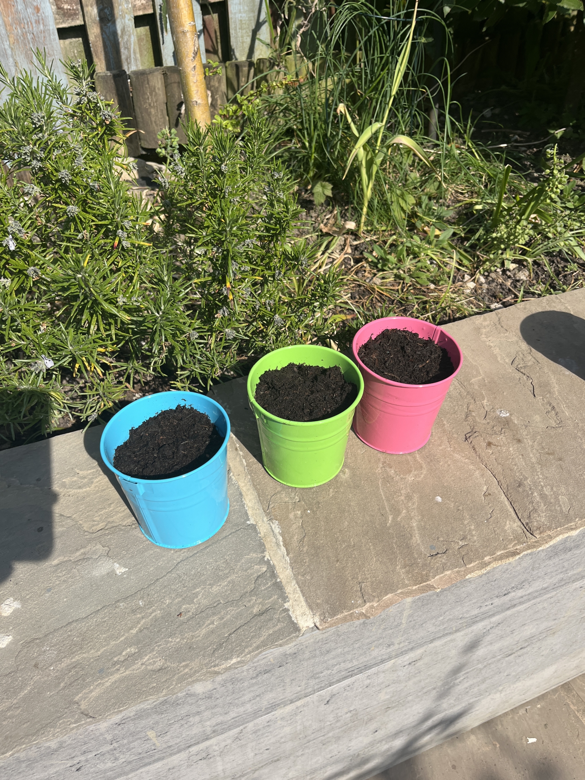 Jasper and Sibling Alexa and Aiden Three small colorful pots filled with soil sit on a stone ledge in bright sunlight, with green plants and a wooden fence in the background.