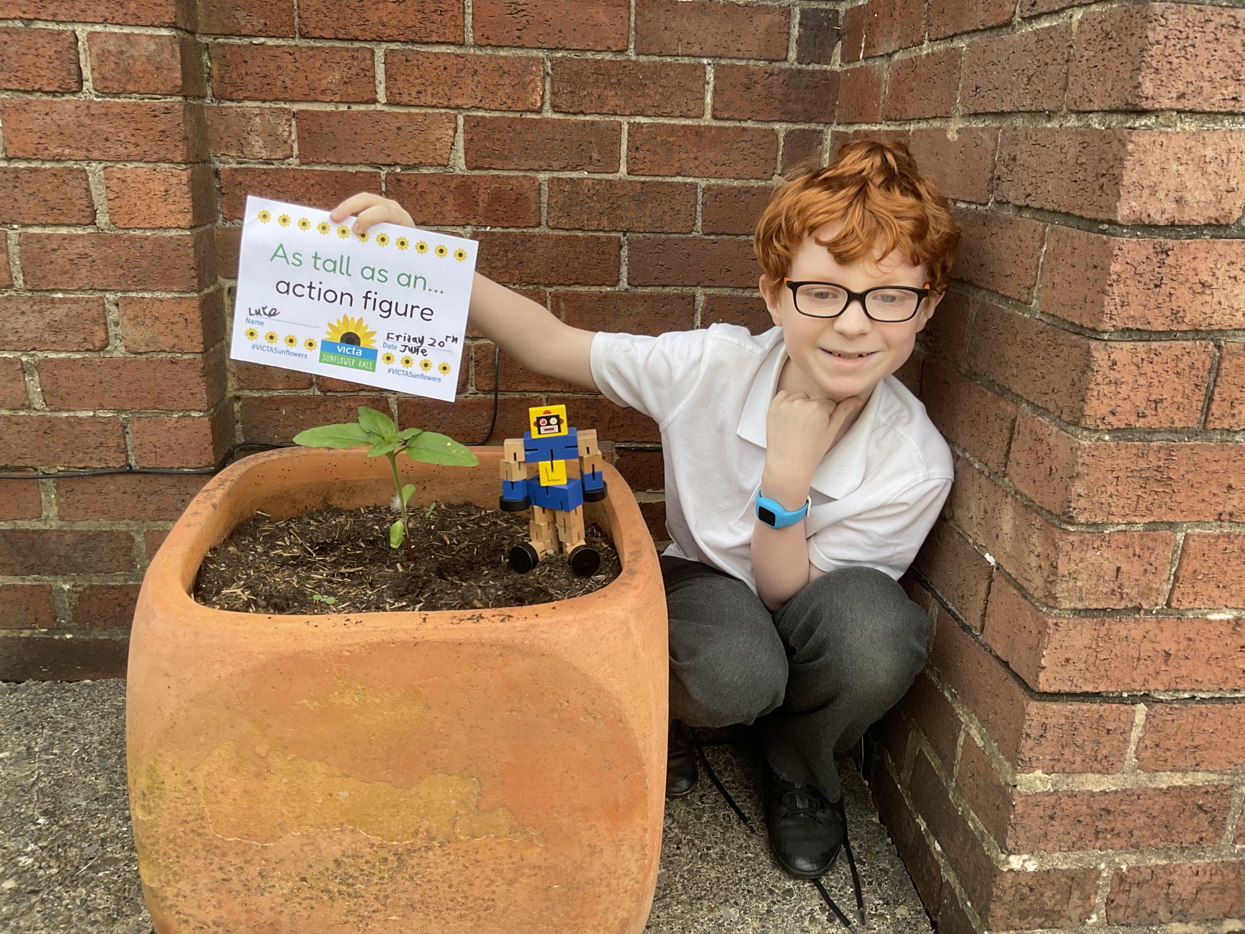 Luke-action-figure Luke crouches next to a large planter which has his sunflower growing in it. Next to the plant stands his action toy. He holds a sign above it reading 'as tall as an action figure'.