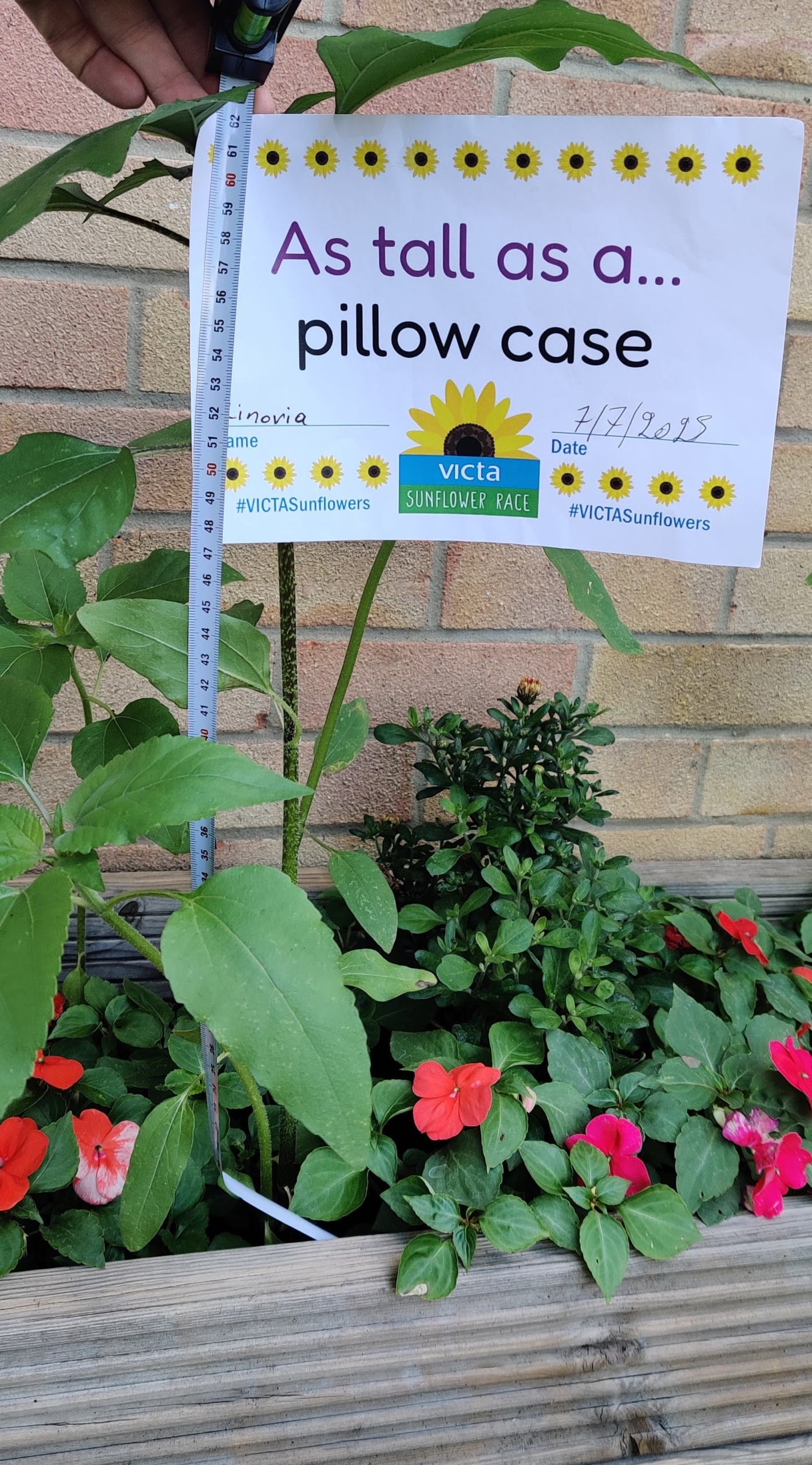 Zinovia-pillow-case A measuring tape alongside a sunflower plant and a sign that reads 'as tall as a pillow case.'