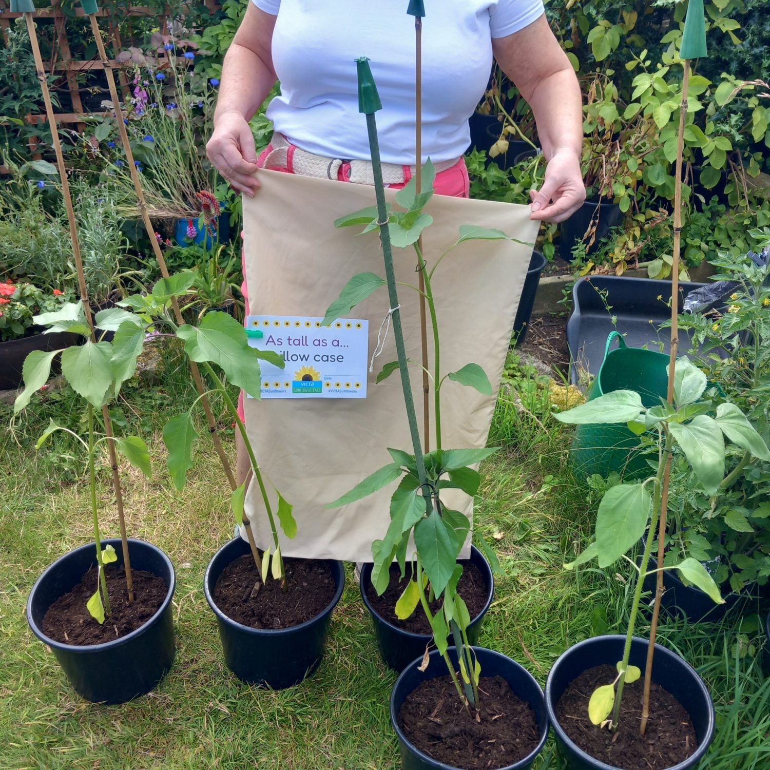 isabel-pillow-case-2 Isabel holding up a pillow case behind her five sunflowers with a sign that reads 'as tall as a sunflower'.