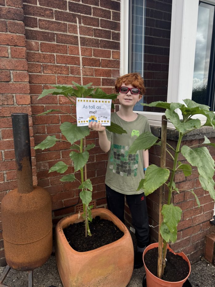luke-tall-as-me a boy stands next to a sunflower plant which is as tall as him
