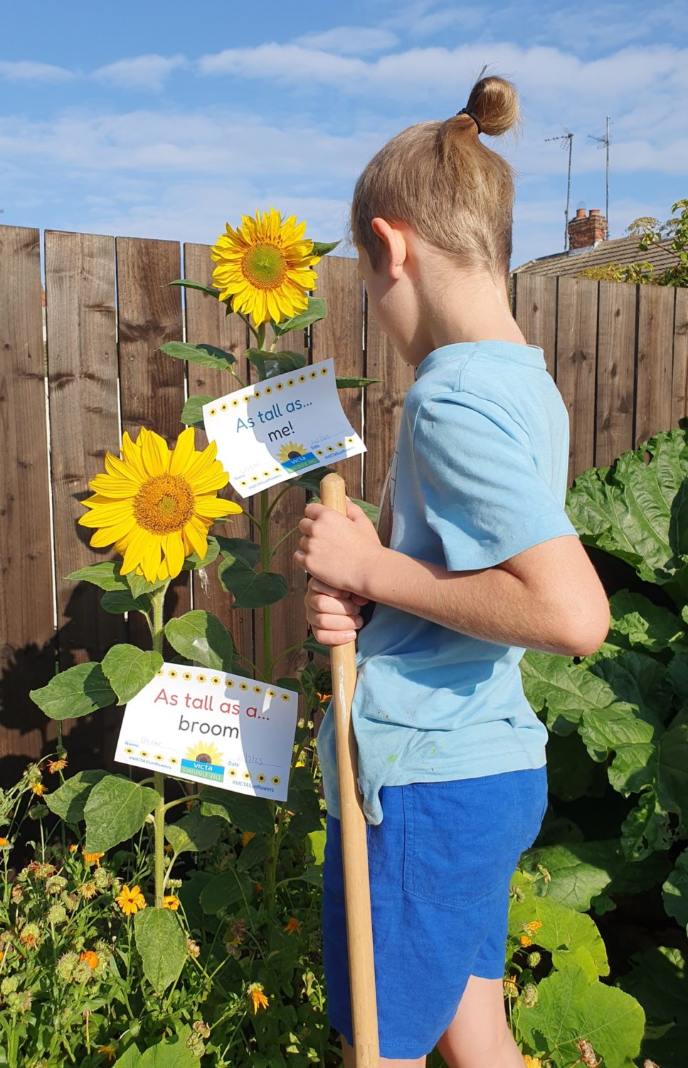 oscar-broom-me A boy holds a broom and looks over two sunflowers which a bloomed bright yellow flowers. Two signs read 'as tall as a broom' and 'as tall as me'