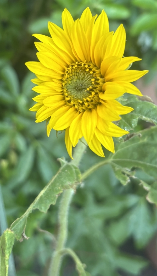 quince-tree-nursery A yellow sunflower