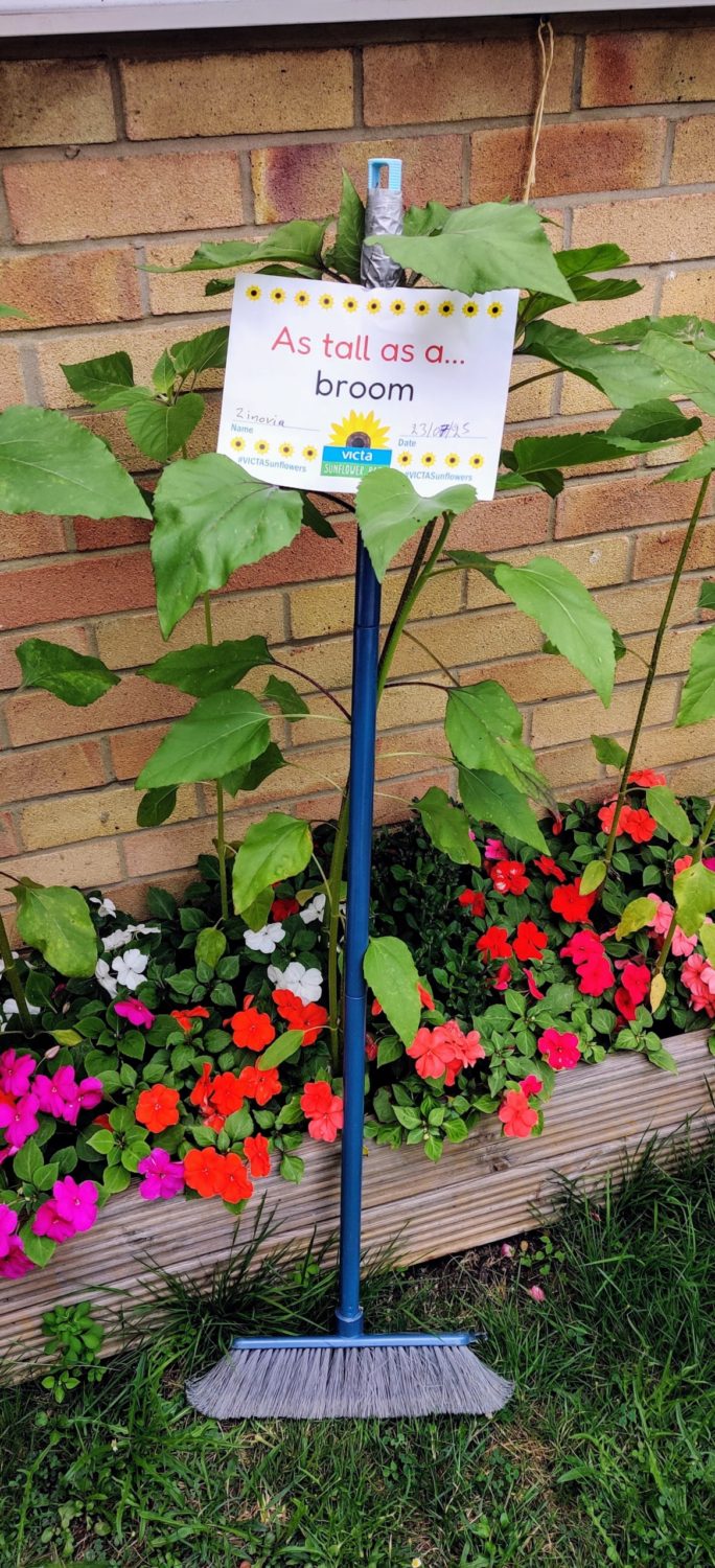 zinovia-broom A sunflower towers above the plants in the raised bed. A broom is propped next to it and a sign reading 'as tall as a broom'