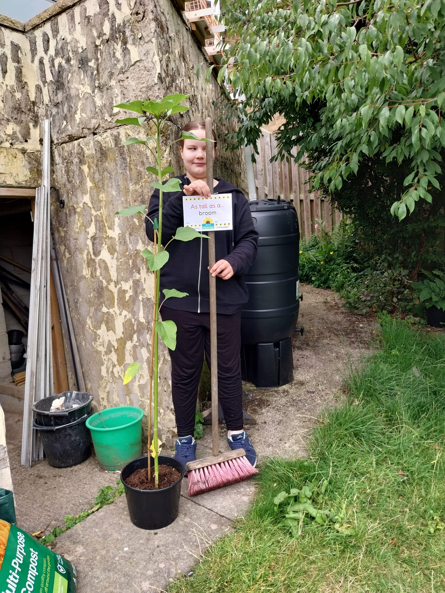 Isabel-broom Isabel holds a broom and a height sign in the garden next to her tall sunflower. The sign reads 'as tall as a broom'.