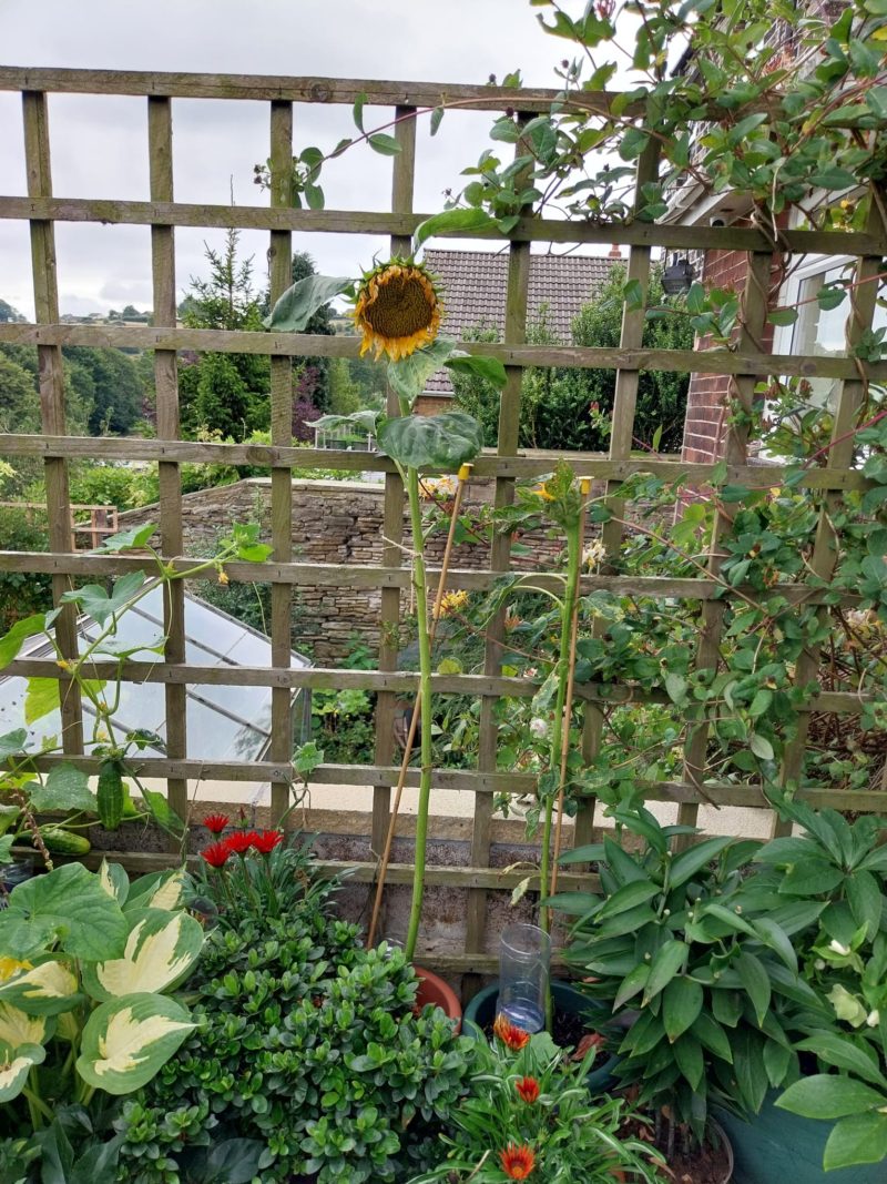 Isabel-sunflower-bloom A sunflower blooms a yellow flower against a wooden garden trellis.