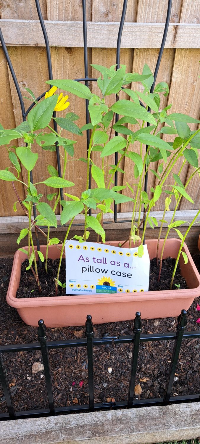 elena-pillow-case A plant tray full of sunflower plants - one has flowered. A sign reads 'as tall as a pillow case'.