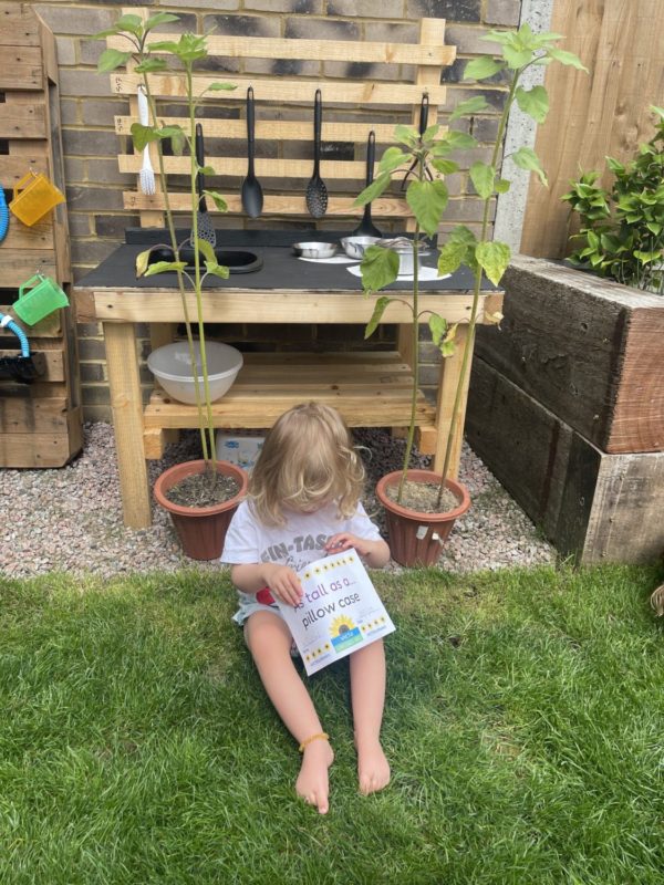 willow-pillow-case Willow sits on the grass holding a sign that reads 'as tall as a pillow case'. Behind her are two tall sunflower plants.