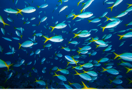 School of fish.