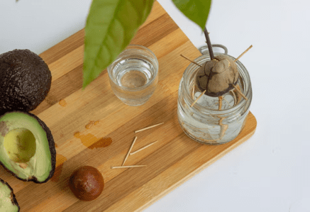 Avocado growing in a DIY pot on a wooden board.