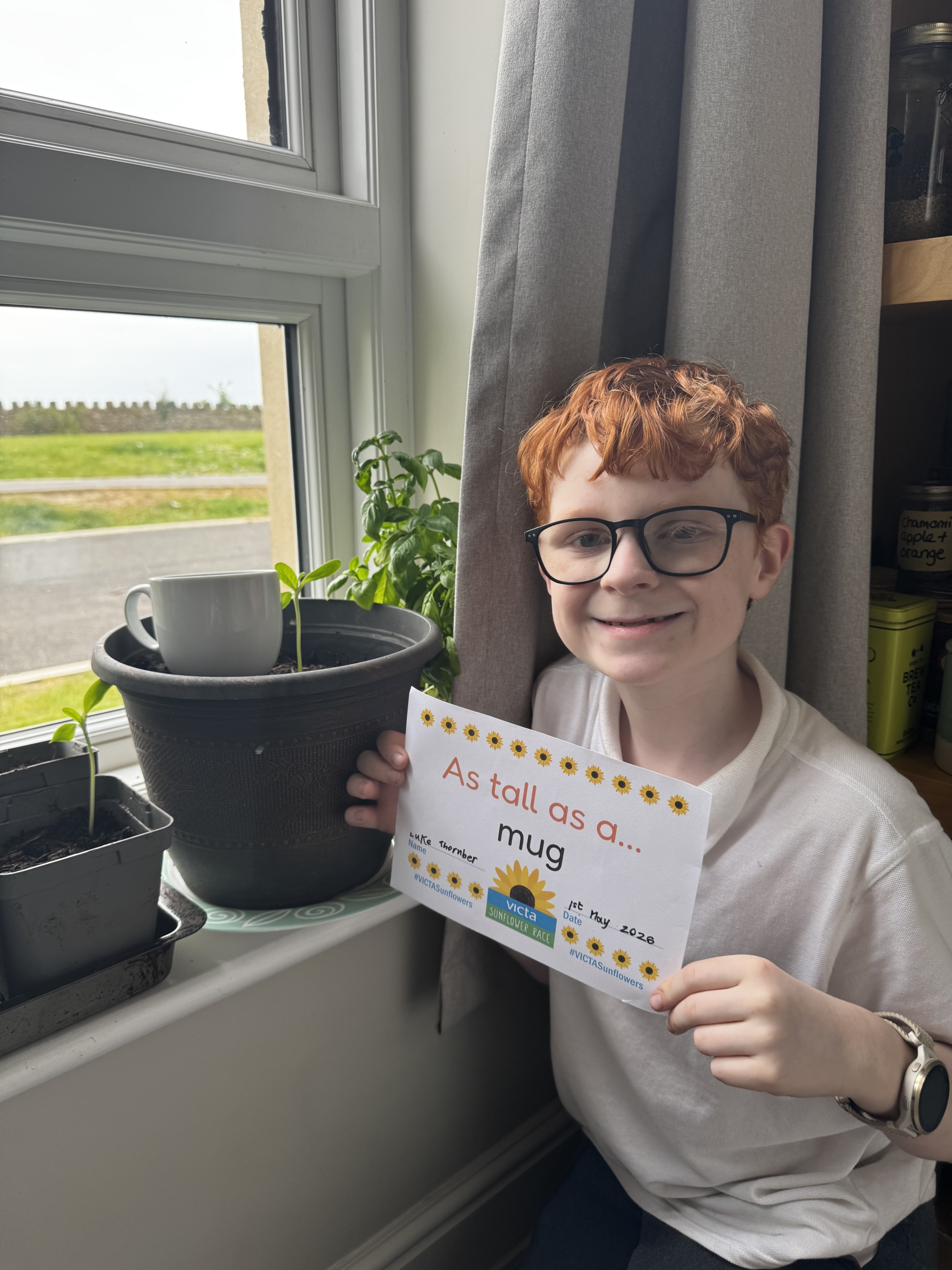 A boy next to a sunflower pot on an indoor windowsill holding a sign that says 'as tall as a mug'