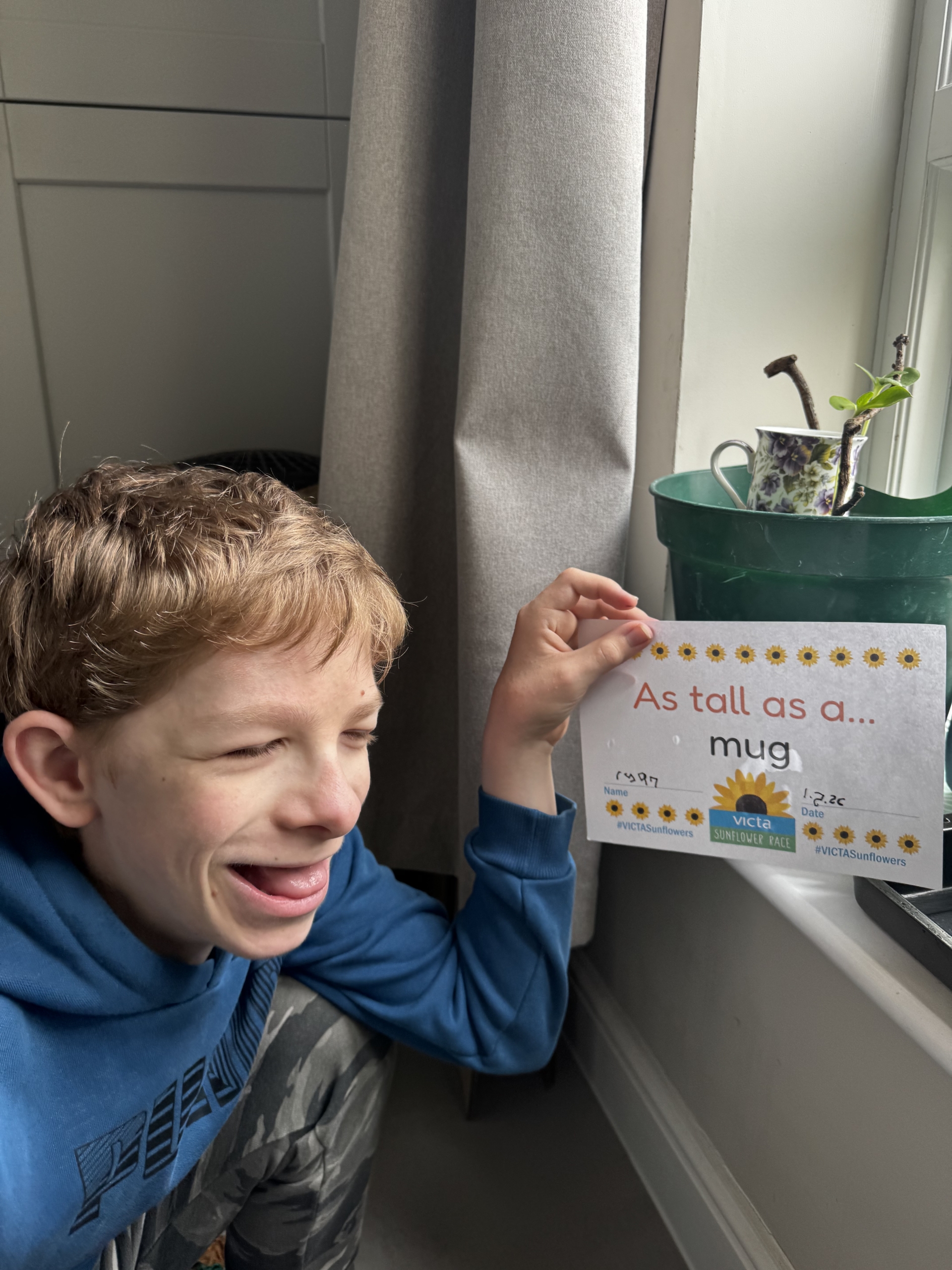 A smiling boy next to a sunflower pot on a windowsill indoors holding up a sign that says 'as tall as a mug'