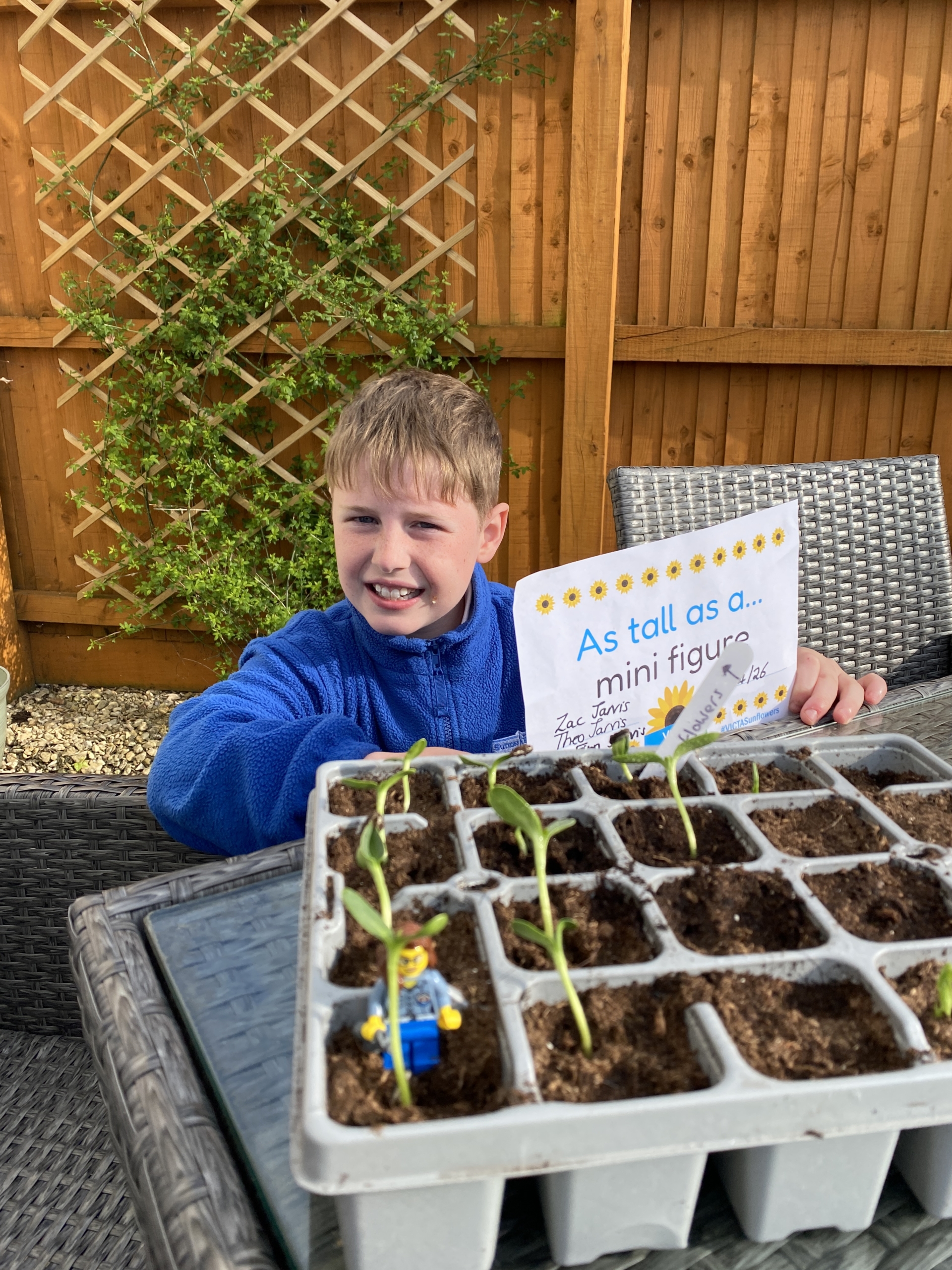 Boy smiling in front of sunflower seedlings holding a sign that says 'as tall as a mini figure'