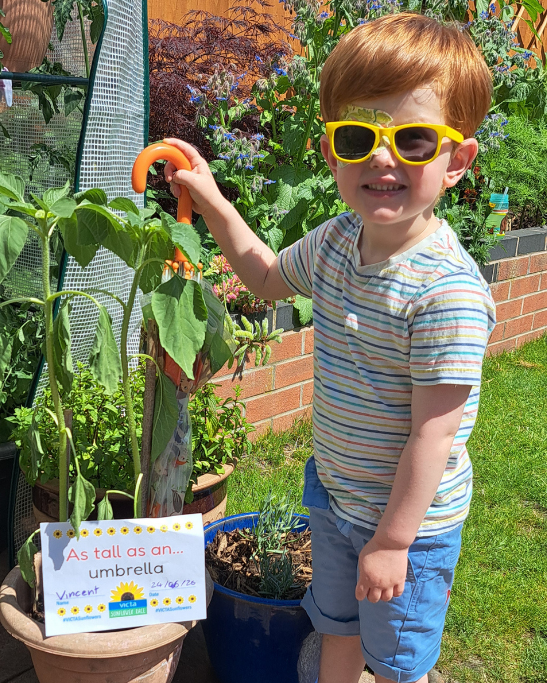 Vincent A boy standing next to a tall potted sunflower.