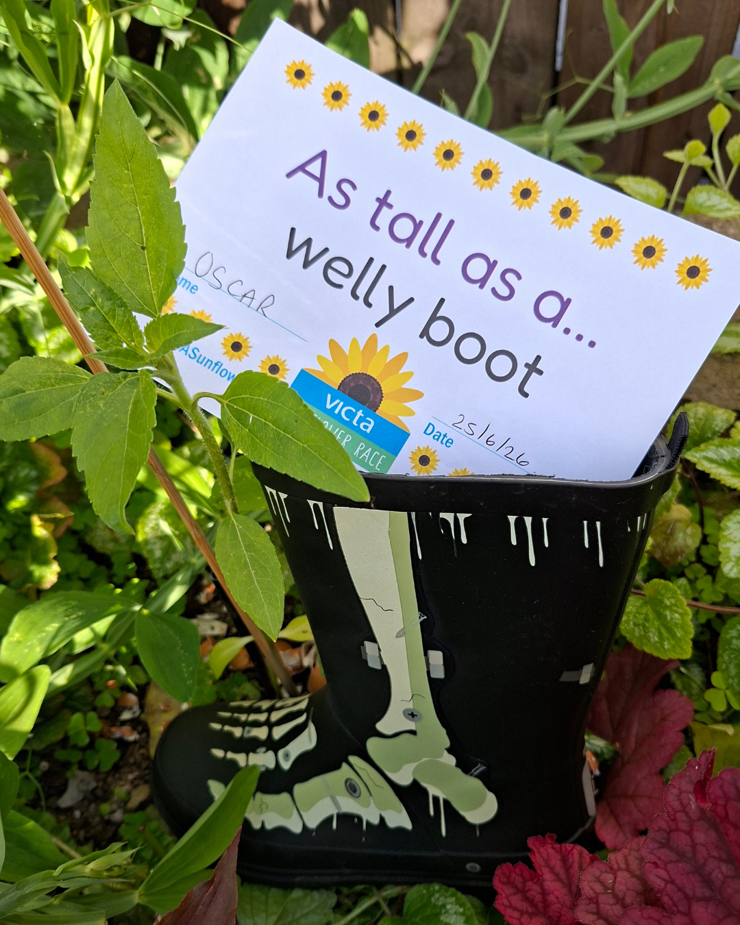 Oscar sunflower A welly boot holding a sign saying 'as tall as a welly boot' next to a sunflower.