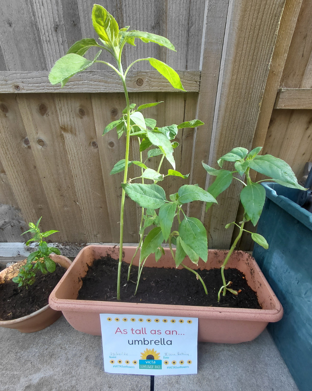 Elena sunflower Sunflower in a shady planter growing tall behind a sign which reads 'as tall as an umbrella'