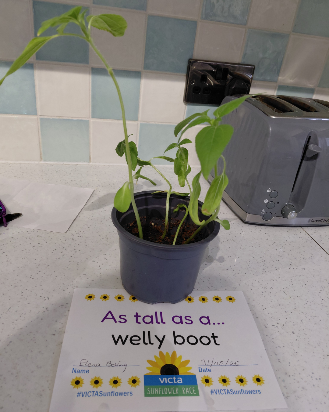 Elena A potted sunflower on a kitchen counter in front of a sign saying as tall as a welly boot.