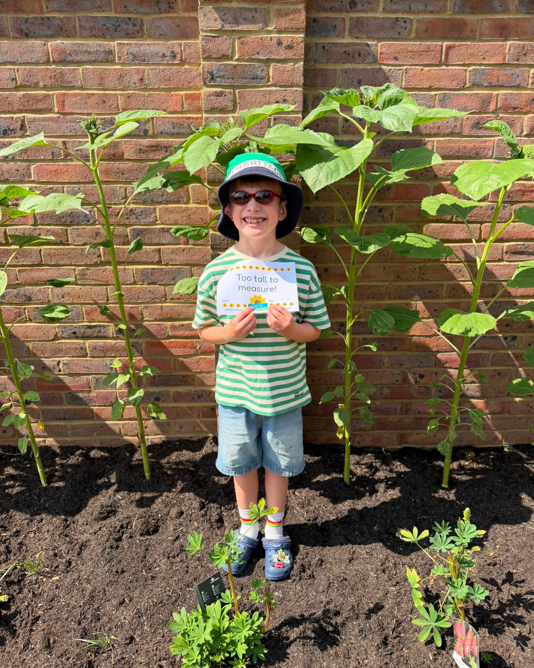 Monty sunflower A boy wearing a sunhat and summer clothes standing in front of a growing sunflower that is getting very big.