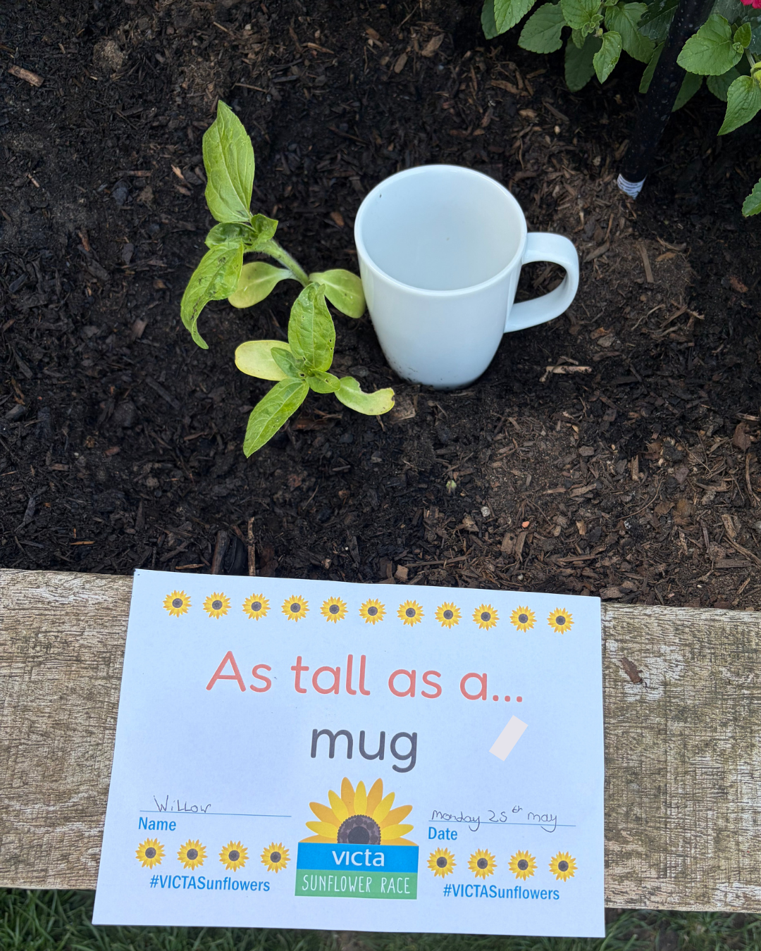 Willow A flower bed with a sunflower sapling growing up next to a white mug that is the same size.