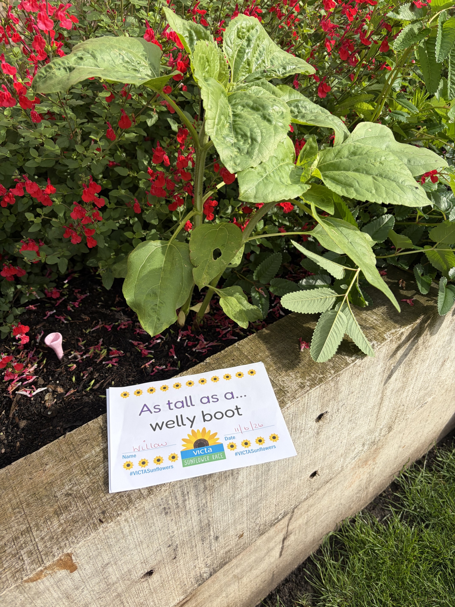 Willow welly A sunflower in a planter in front of red flowering plants.