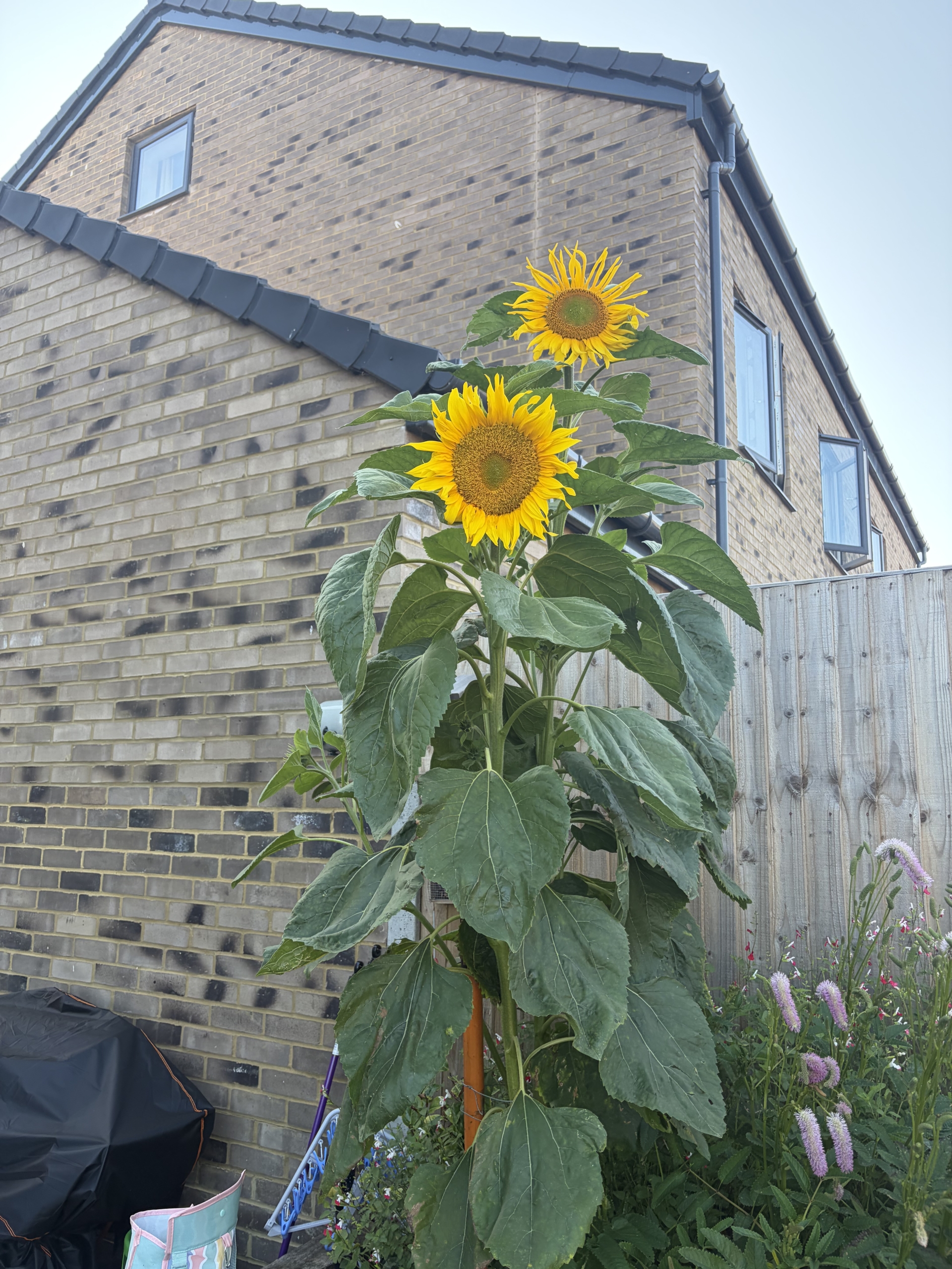 Willow Wilson sunflower A tall sunflower with two bright yellow blooms.