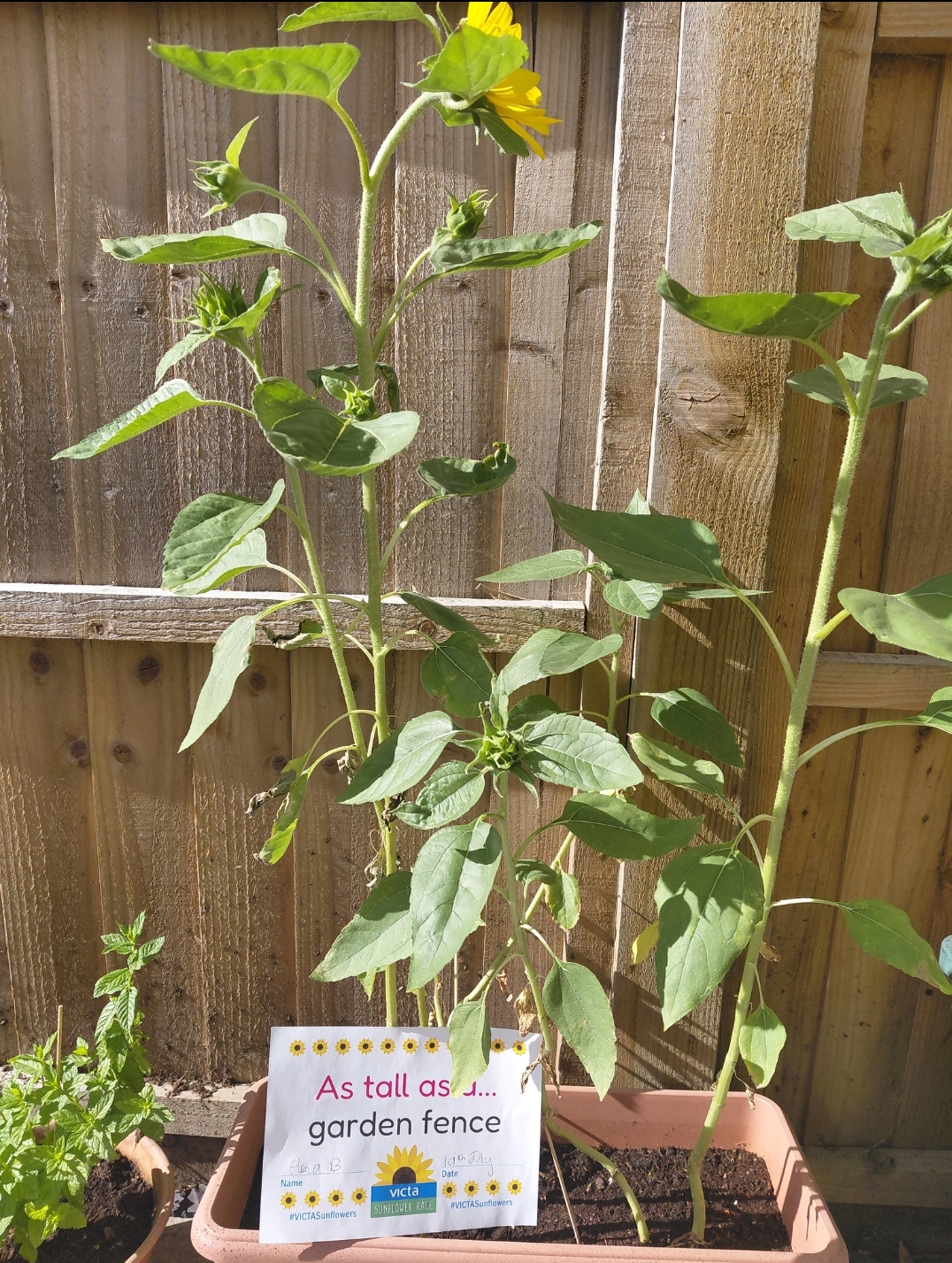 Elena garden fence A potted sunflower in front of a brown garden fence that it is as tall as.