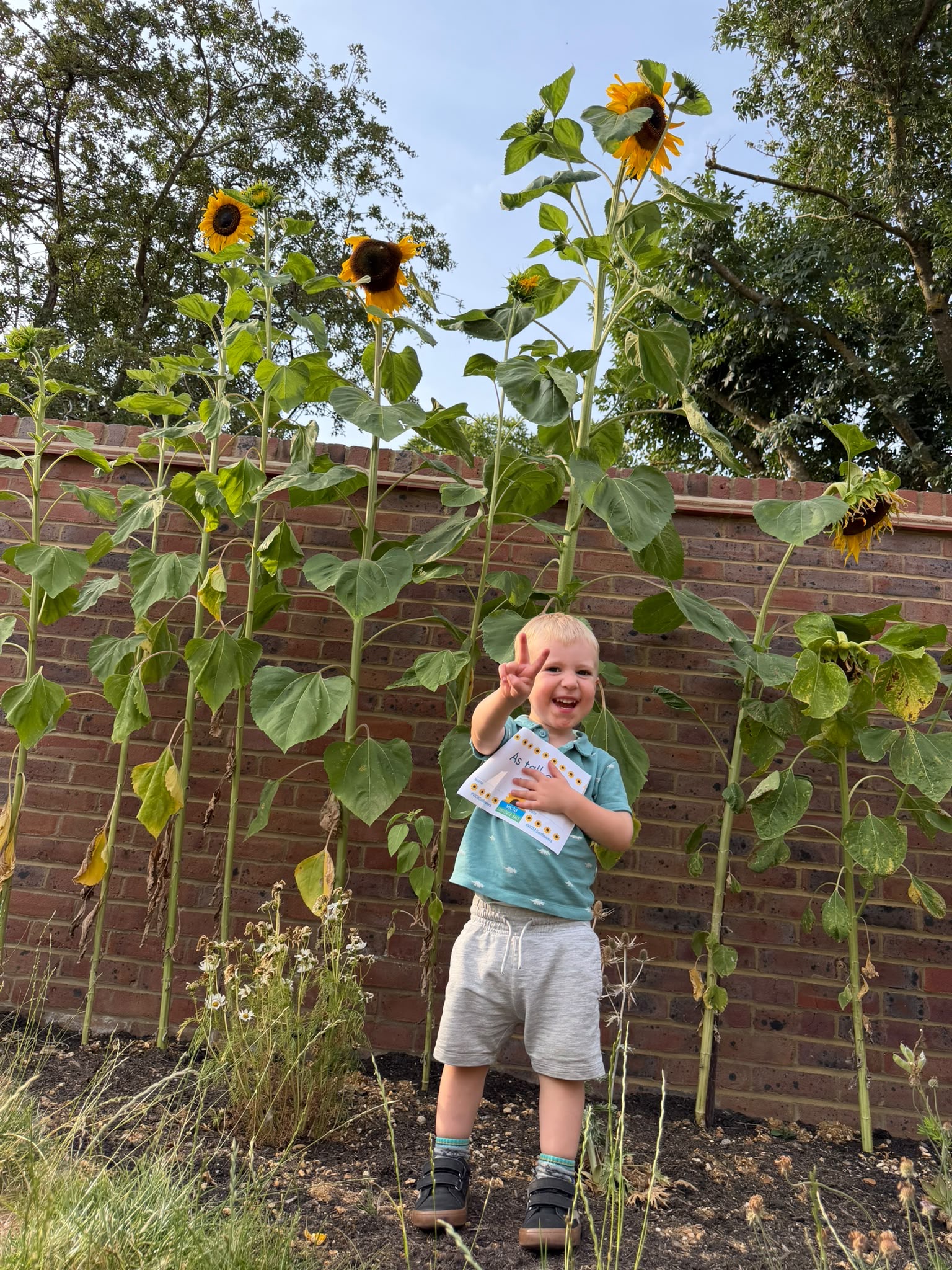 Finley sunflower A boy standing smiling in front of several tall blooming sunflowers.