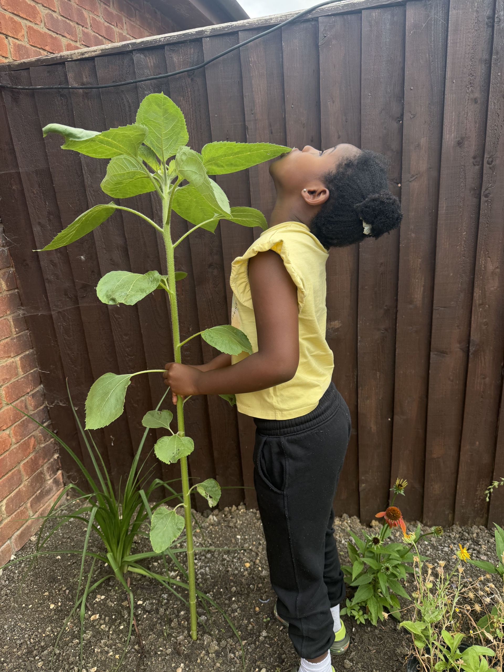 Gabriella as tall as me A girl next to a sunflower holding the stalk and looking up to compare her height.