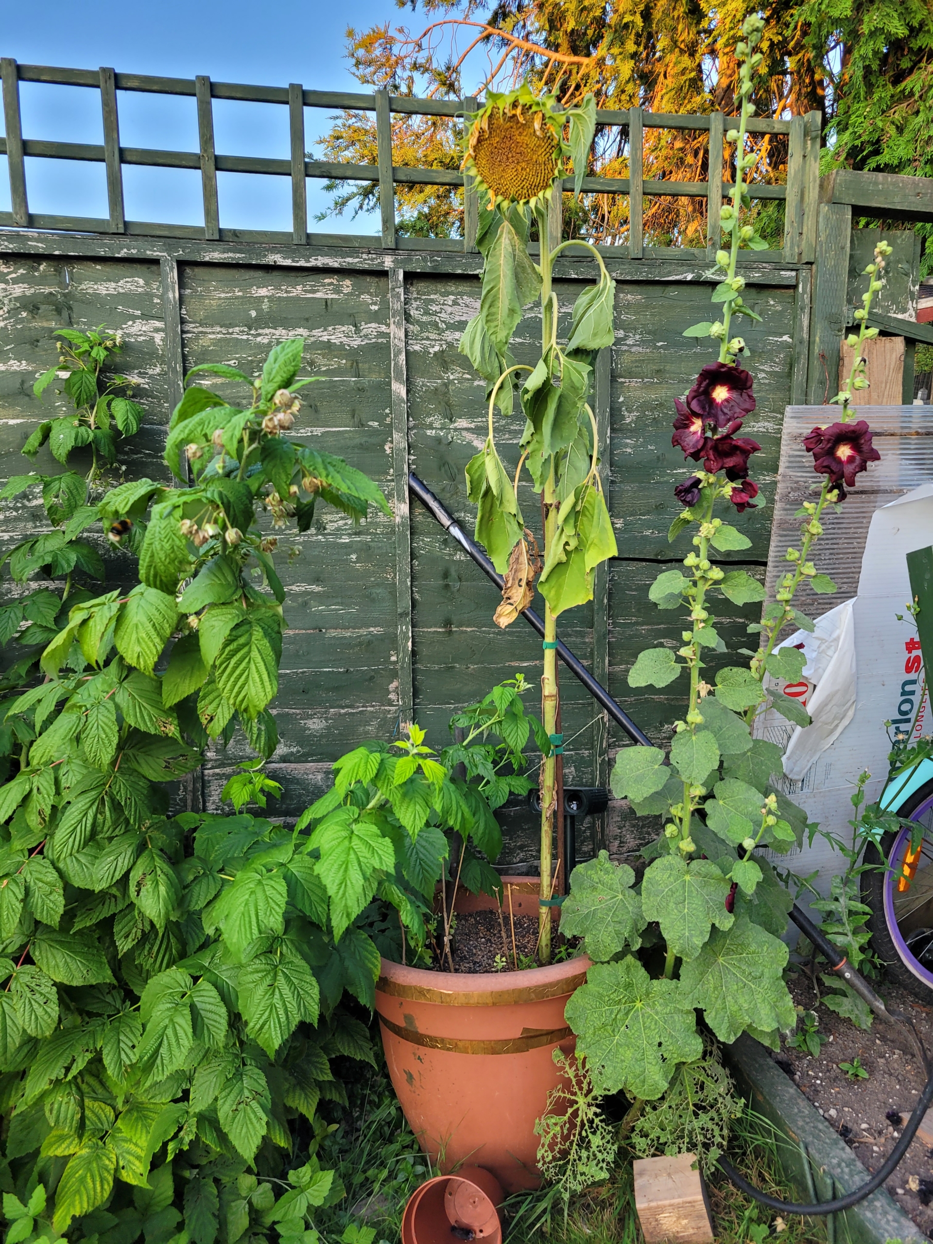 Luna and Gillian A tall blooming potted sunflower in front of a fence and trellis.