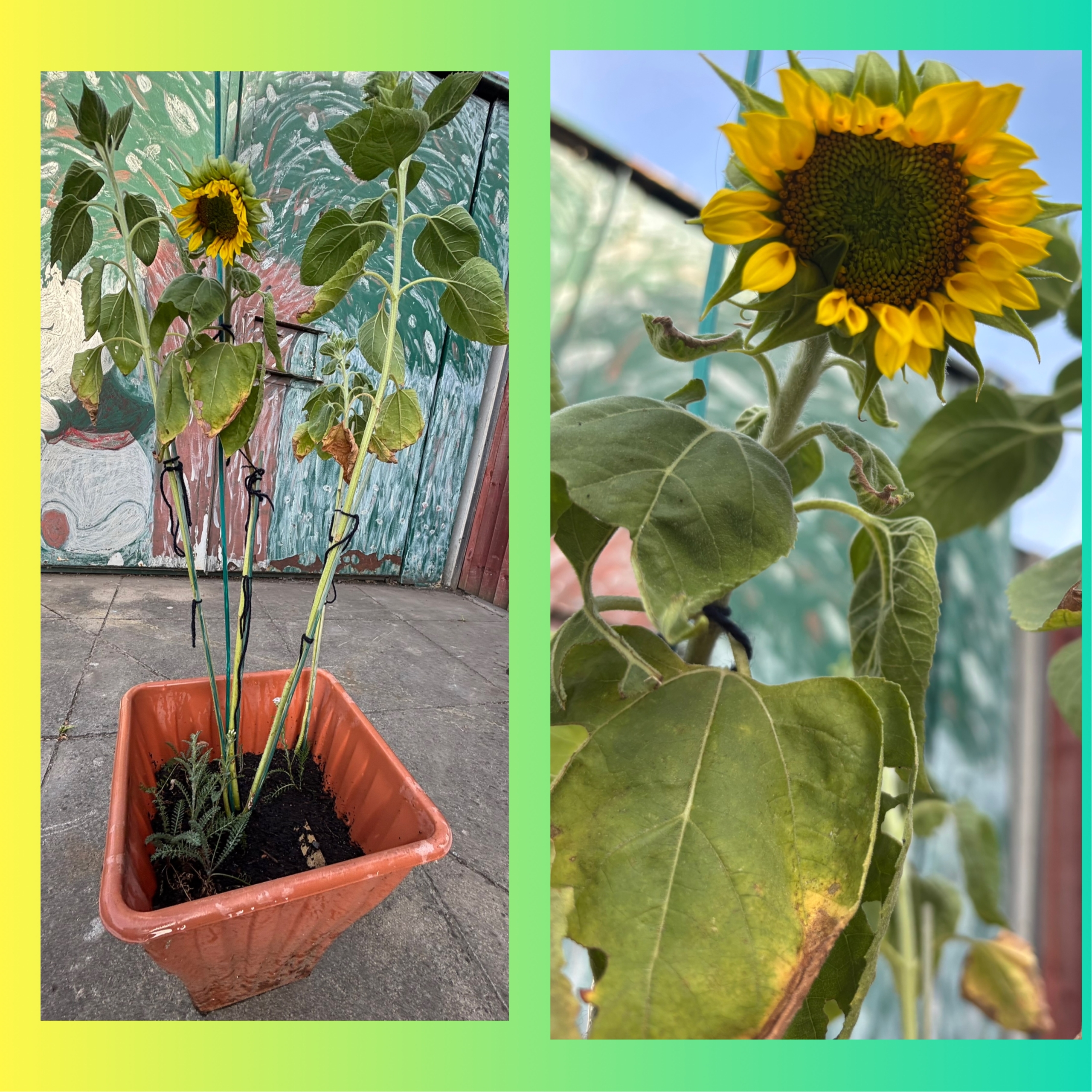 Quince Day Nursery