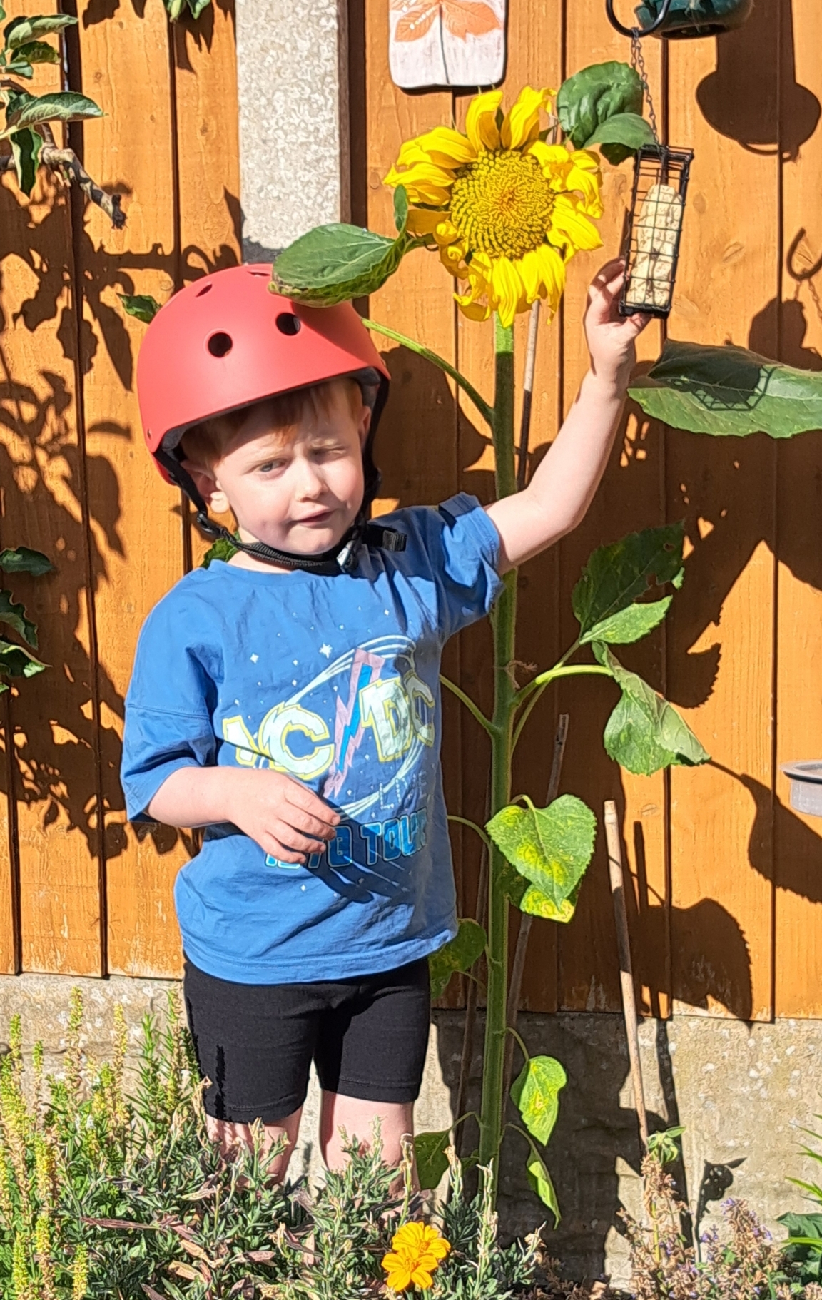 Vincent sunflower