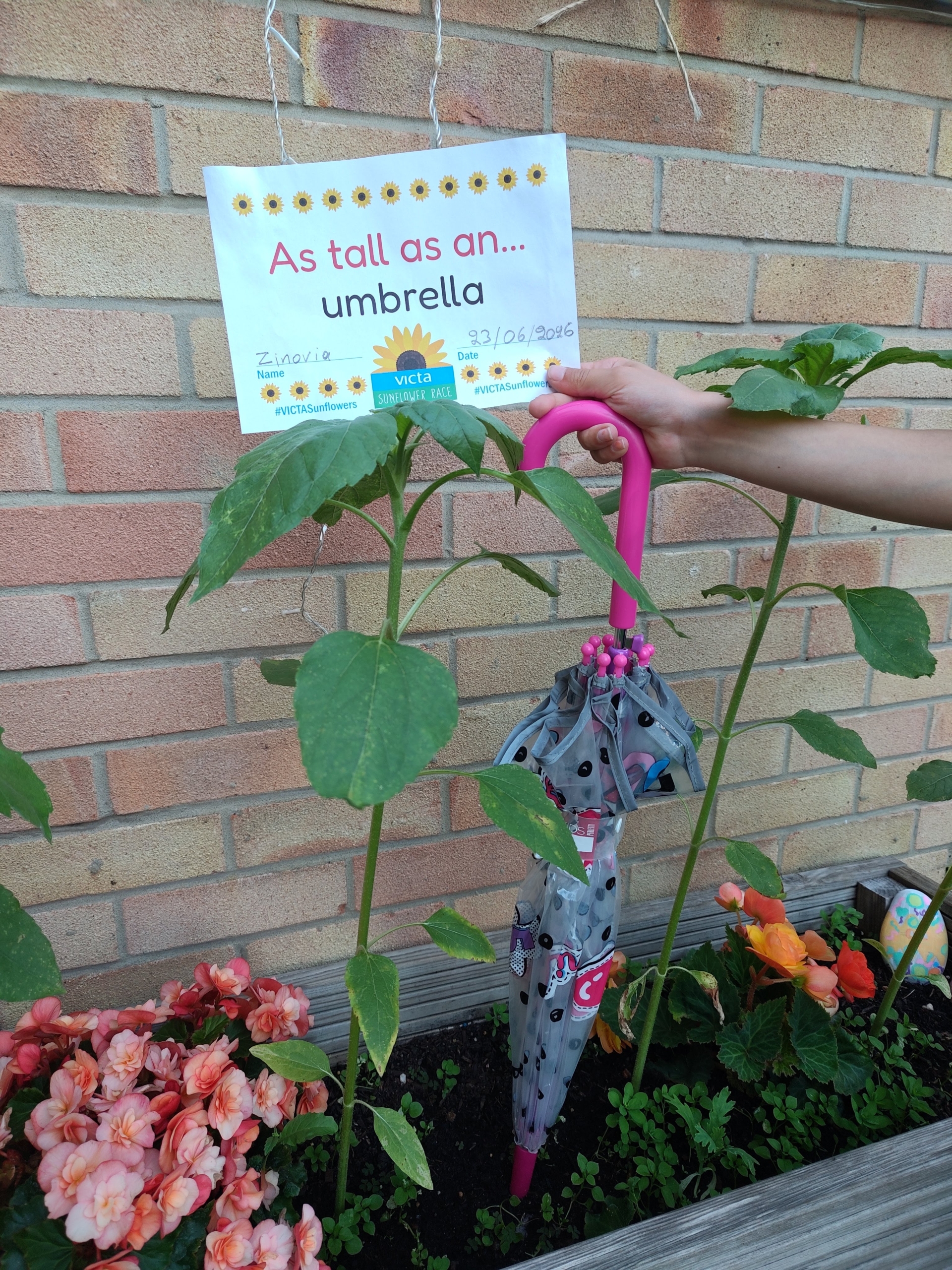 A sunflower growing in a planter with other pink flowers next to a pink umbrella of the same height.