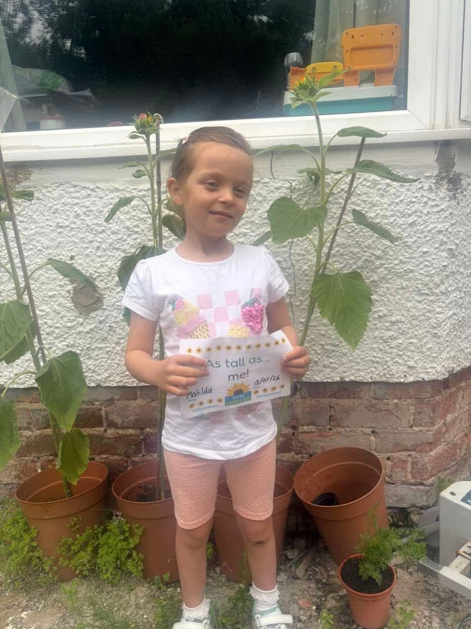 Growing sunflowers A girl standing in front of plant pots with growing sunflowers.