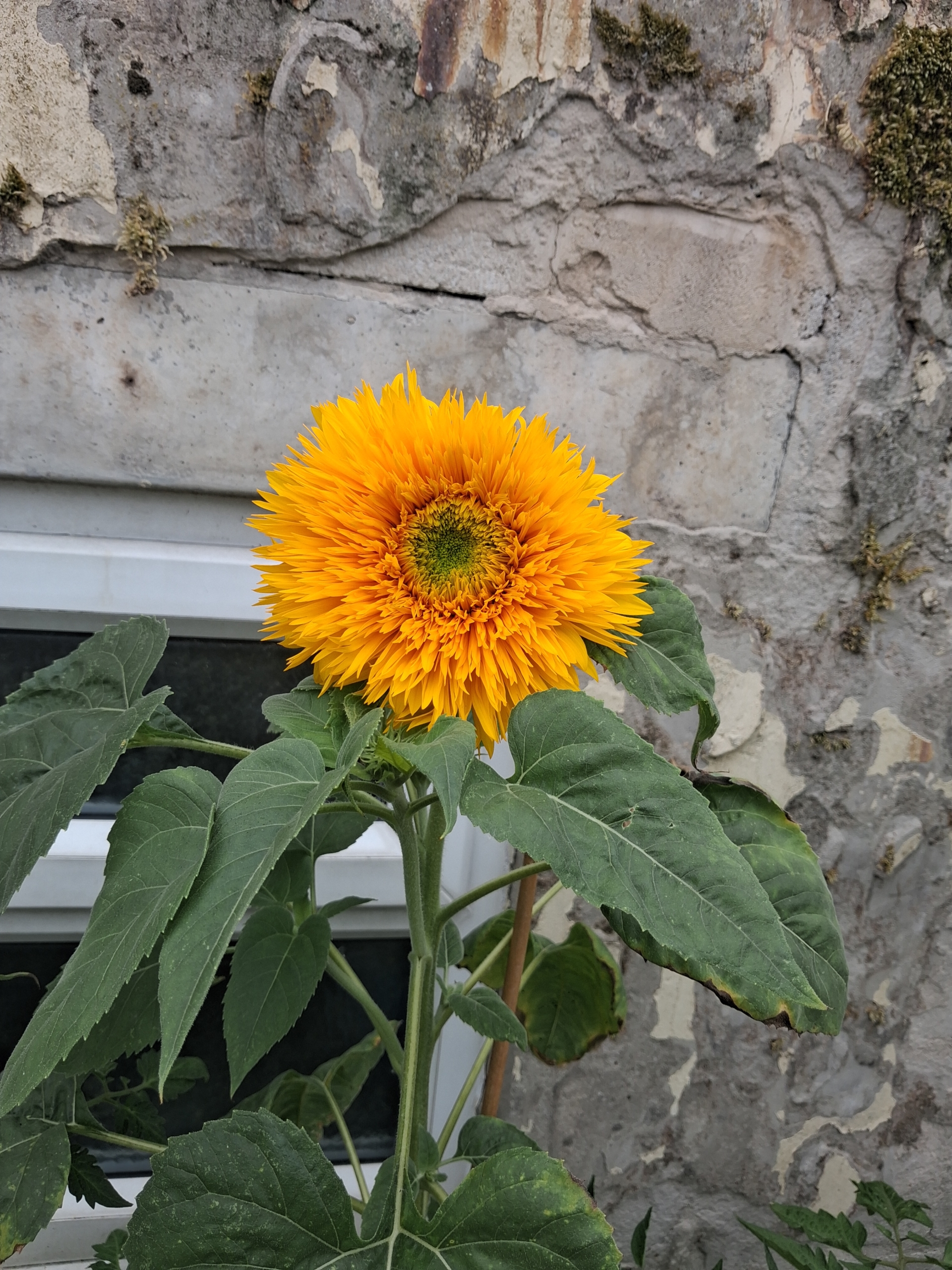 Isab sunflower A blooming yellow sunflower in front of a garden wall.