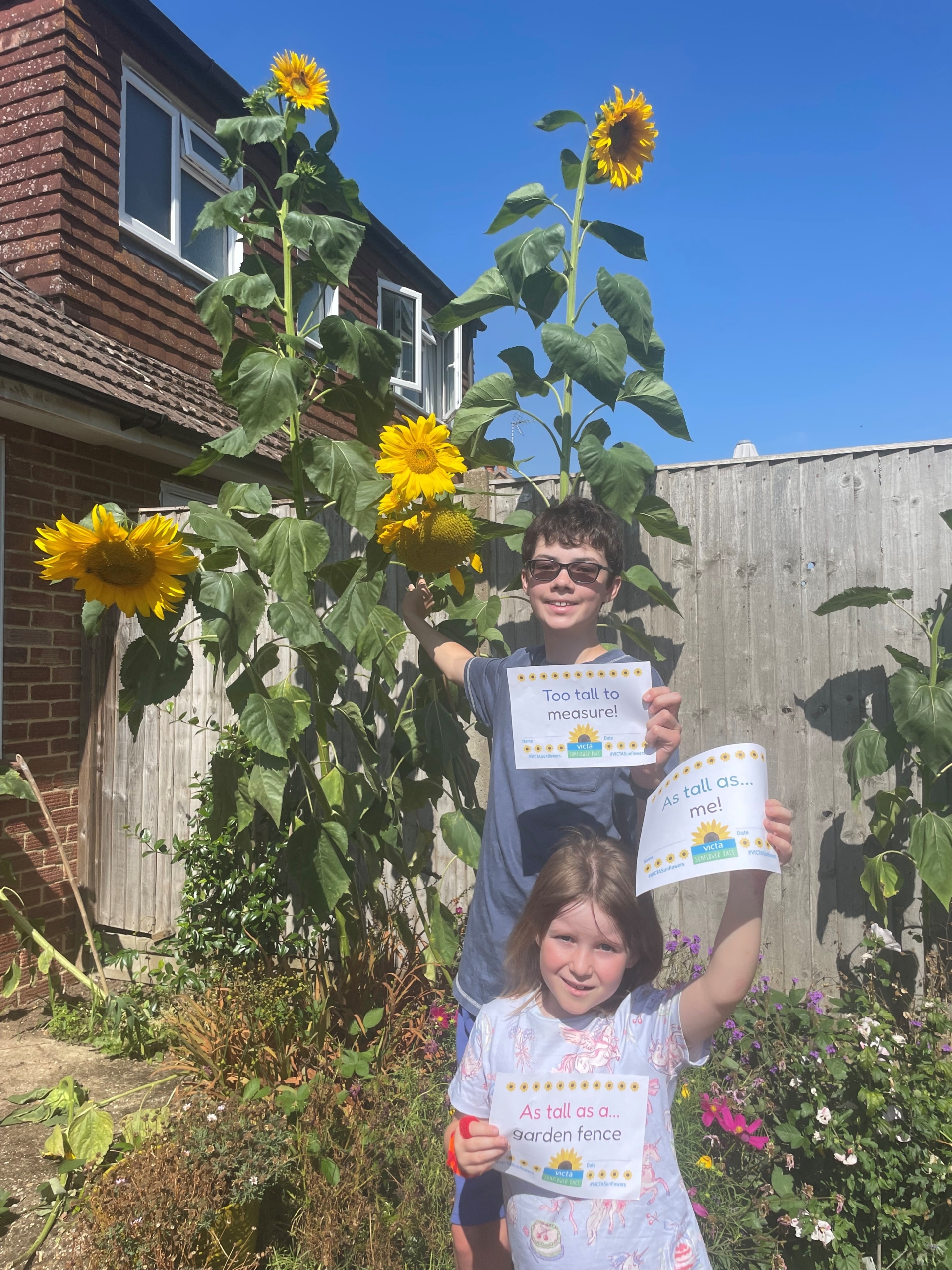 Rosie sunflower Two children in a sunny blue-skied garden in front of a tall yellow sunflower.