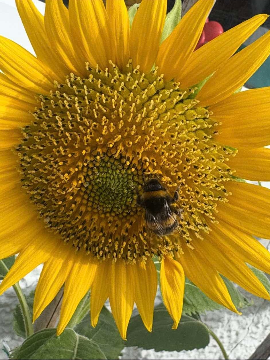 Sunflower