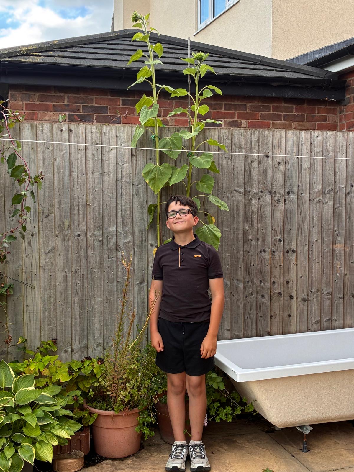 f9414770-e7fd-41d6-ab1d-b122e2e63e23-30940c3ce99f0f0e284ee7f7 The sunflowers now tower above the boy and the garden fence!